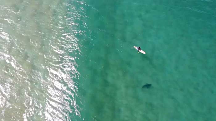 Image of surfer and shark caught in drone camera